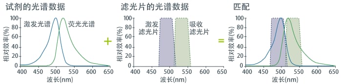 荧光滤光片与试剂的匹配