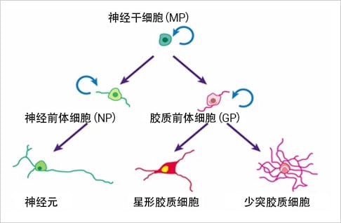 图片：冈野先生研究室的主题之一……