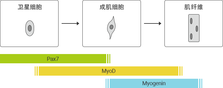 骨骼肌的再生机制